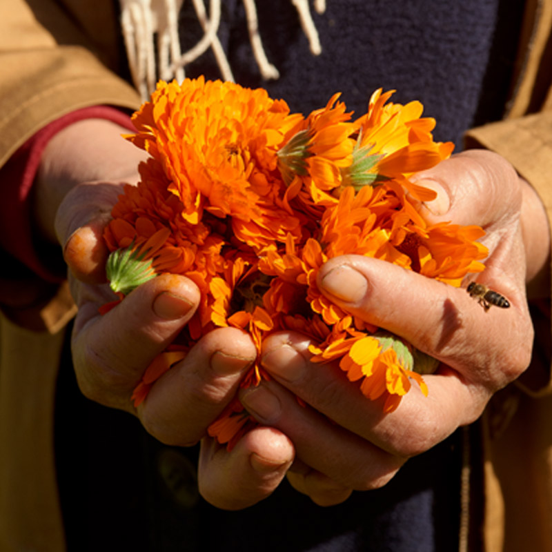 ETHICALLY HARVESTED